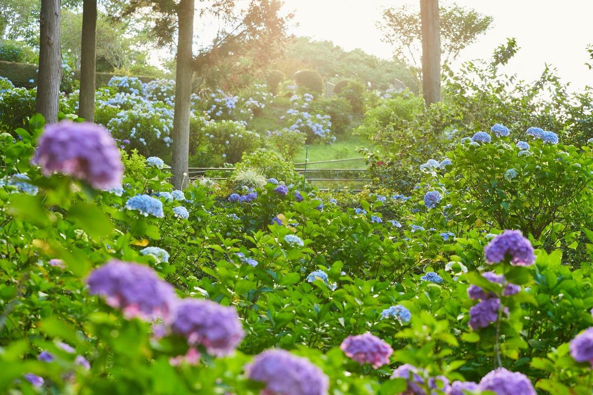 Bunga Musim Panas Hydrangea Ibaraki Flower Park