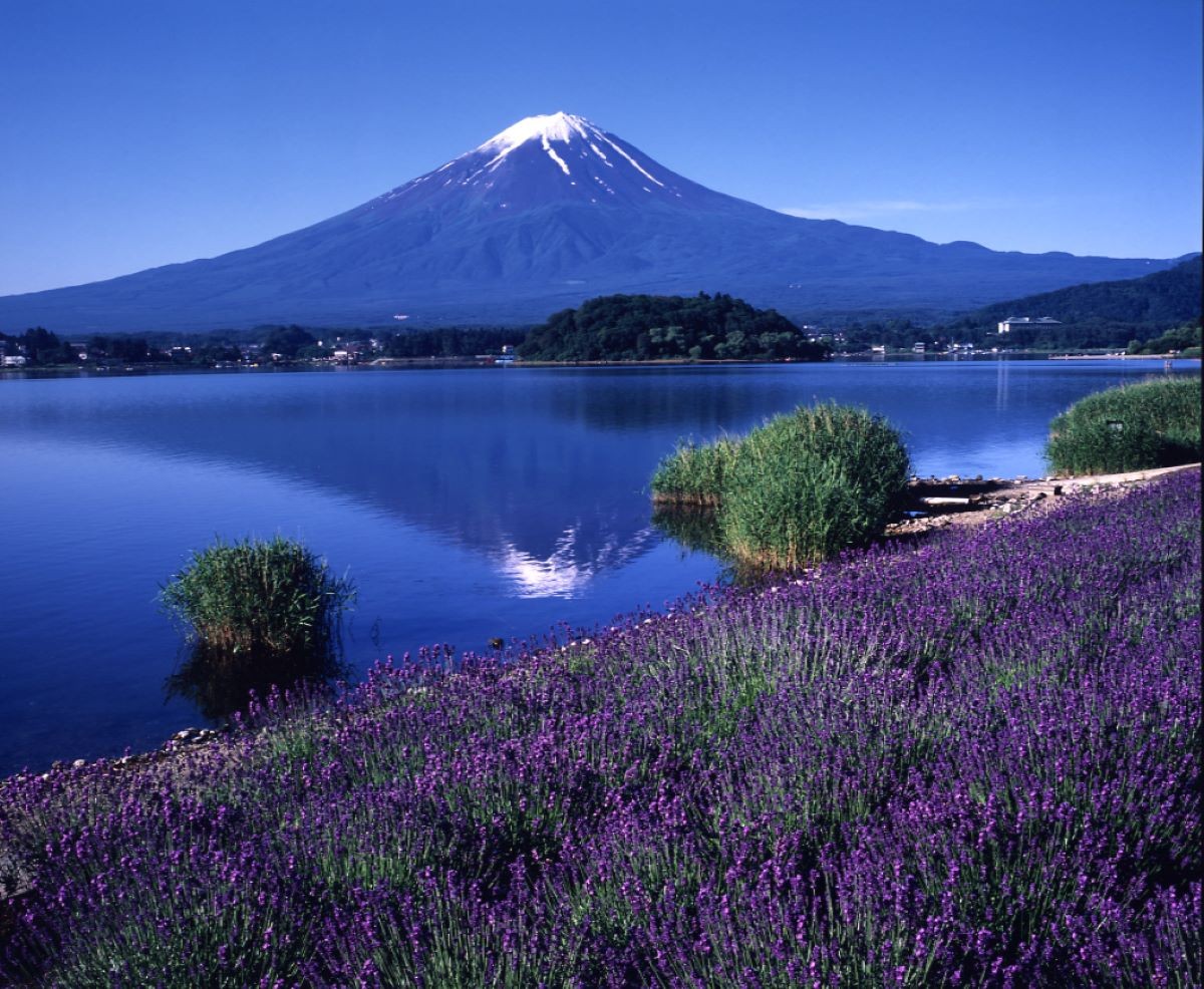 Yamanashi Oishi Park Lavender