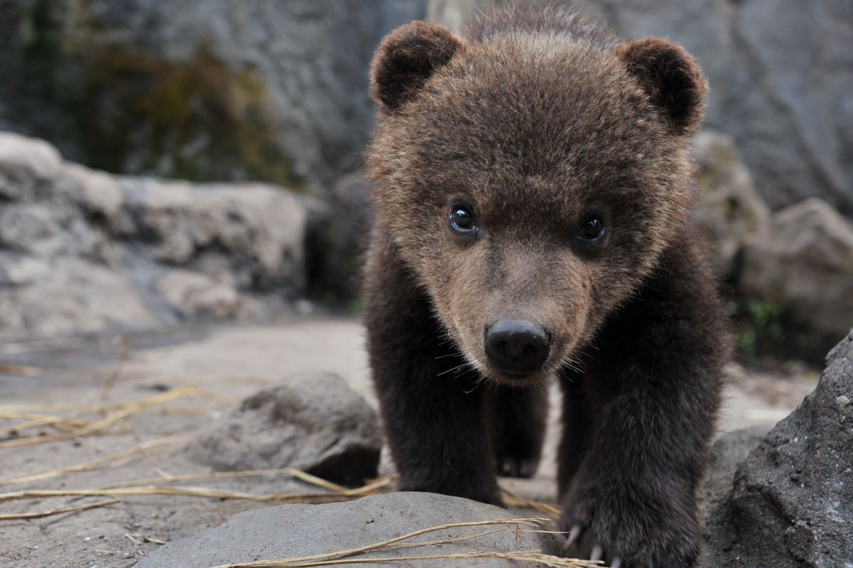 Hokkaido Noboribetsu Bear Park