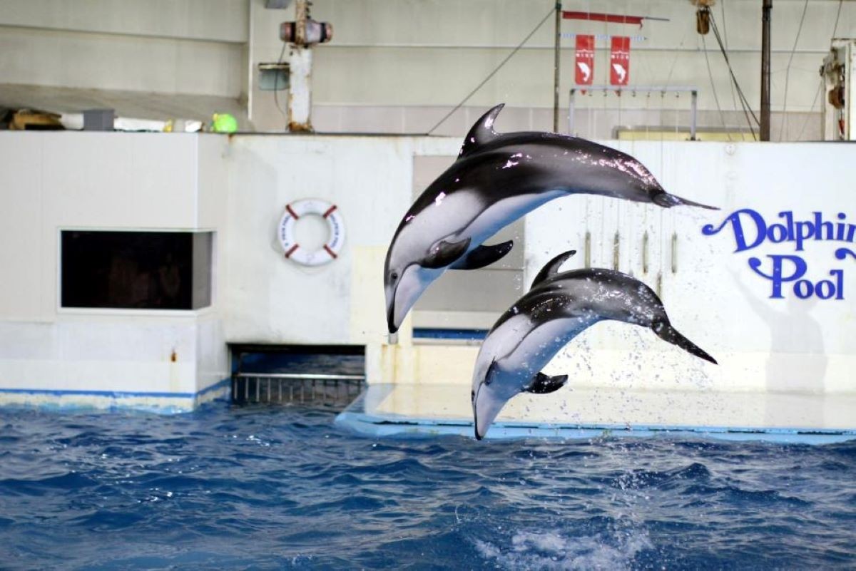 Hokkaido Noboribetsu Marine Park Nixe