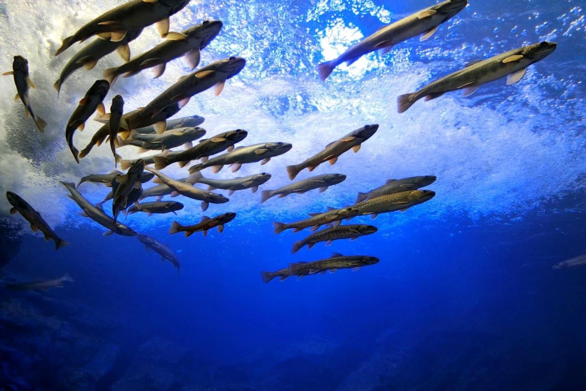 北海道 北之大地水族館