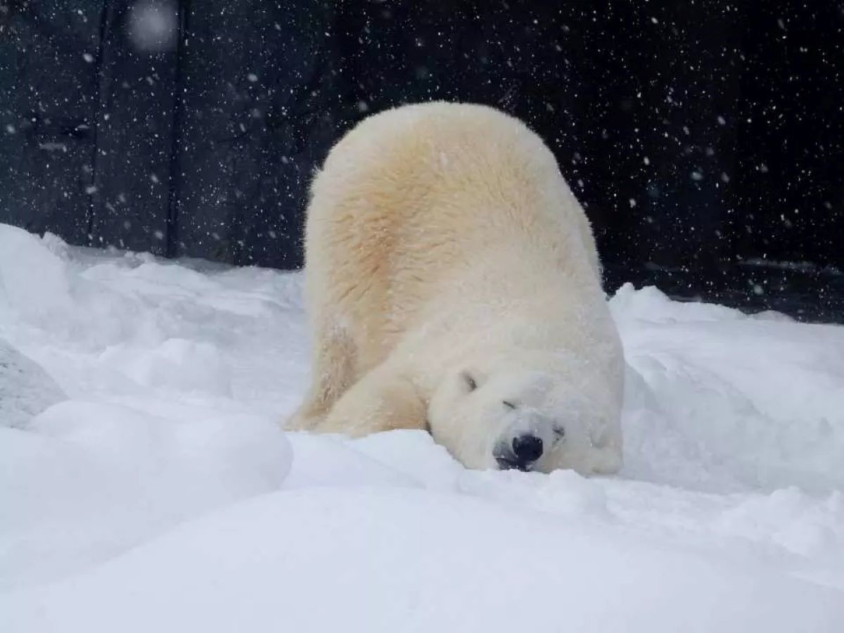 Hokkaido Asahiyama Zoo