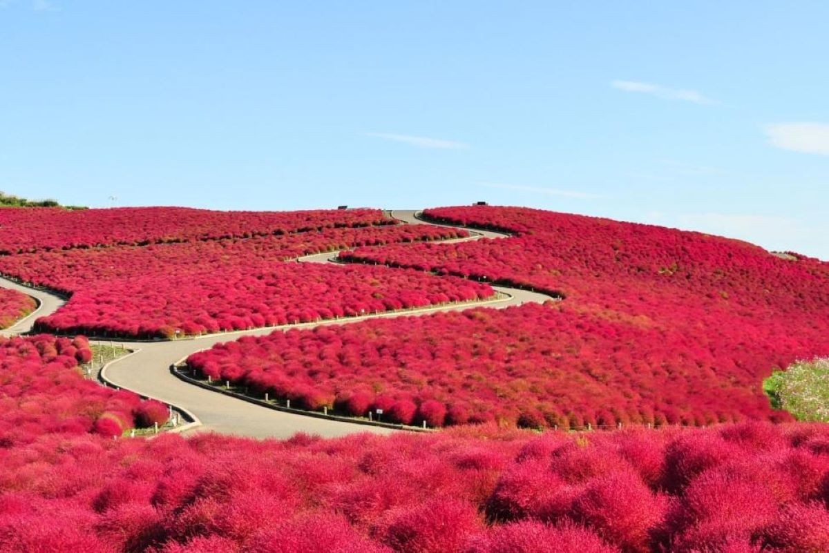 Kokia Hitachi Seaside Park Ibaraki Prefecture