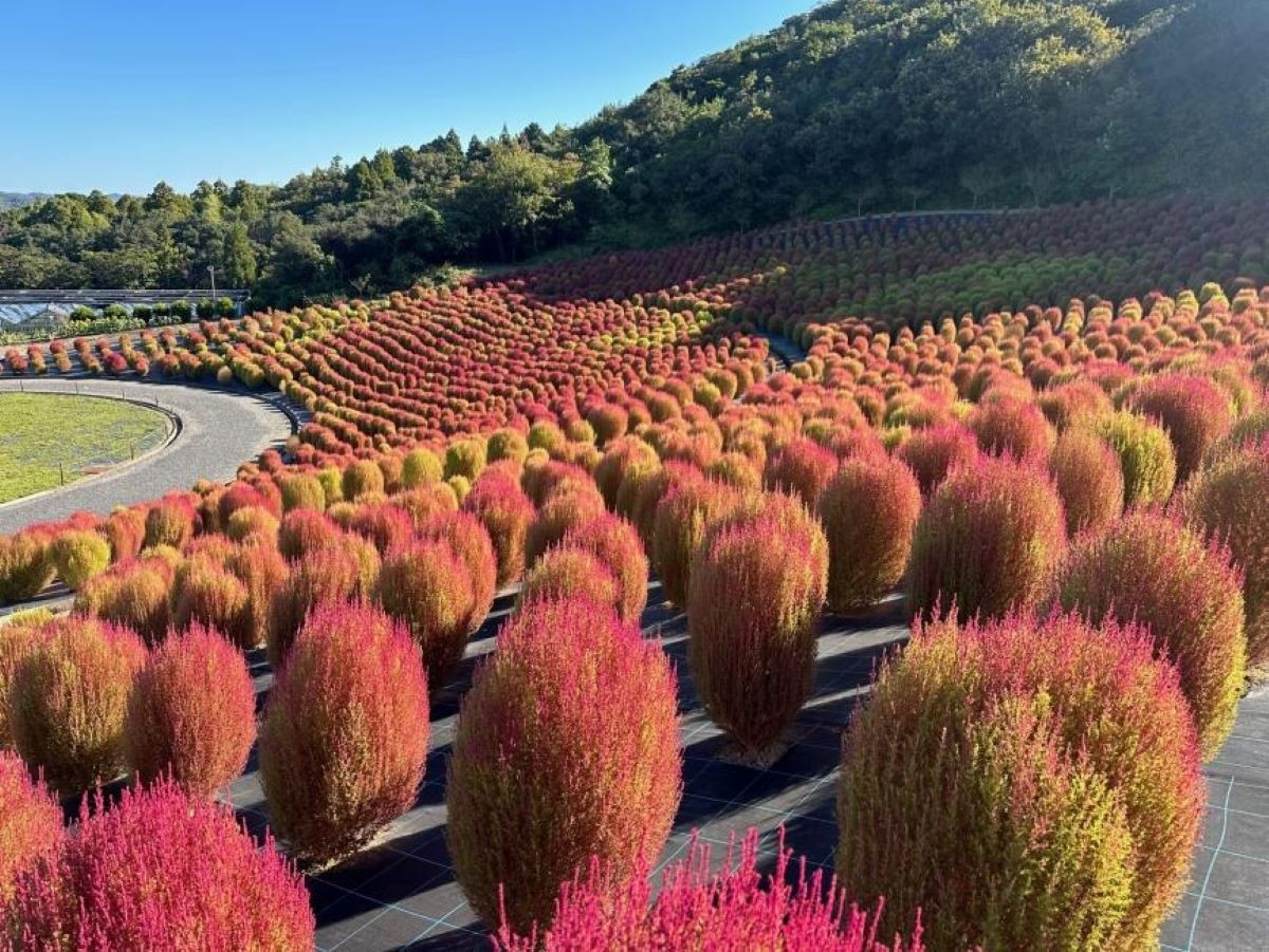 コキア 志摩観光農園 三重県