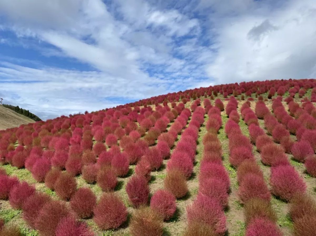 掃帚草 琵琶湖箱館山 滋賀縣