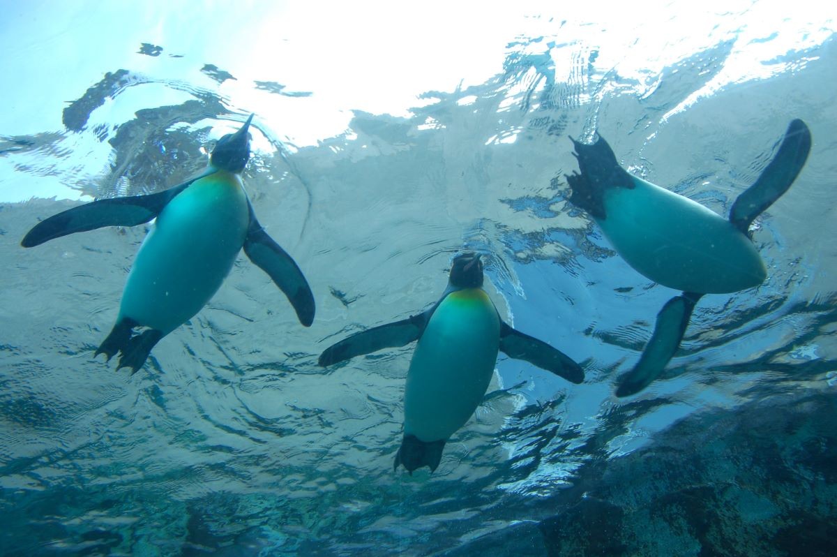 Hokkaido Asahiyama Zoo