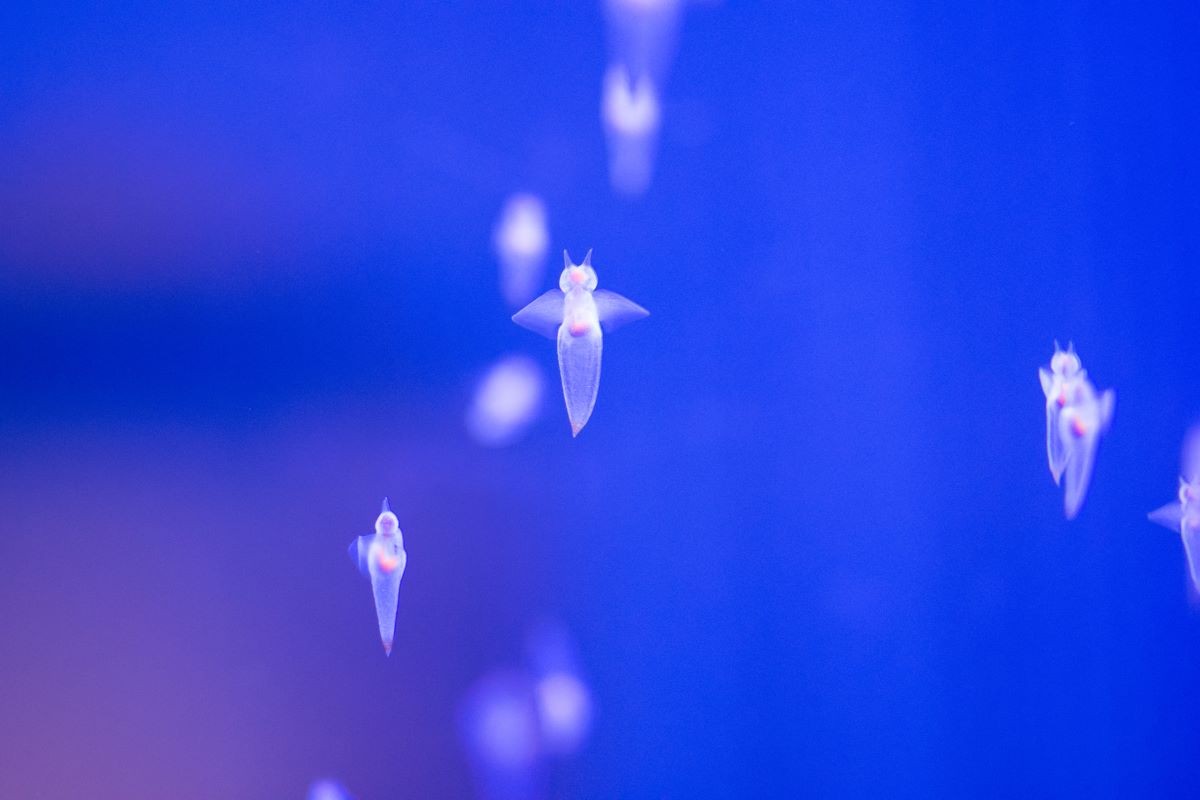 北海道 水族館