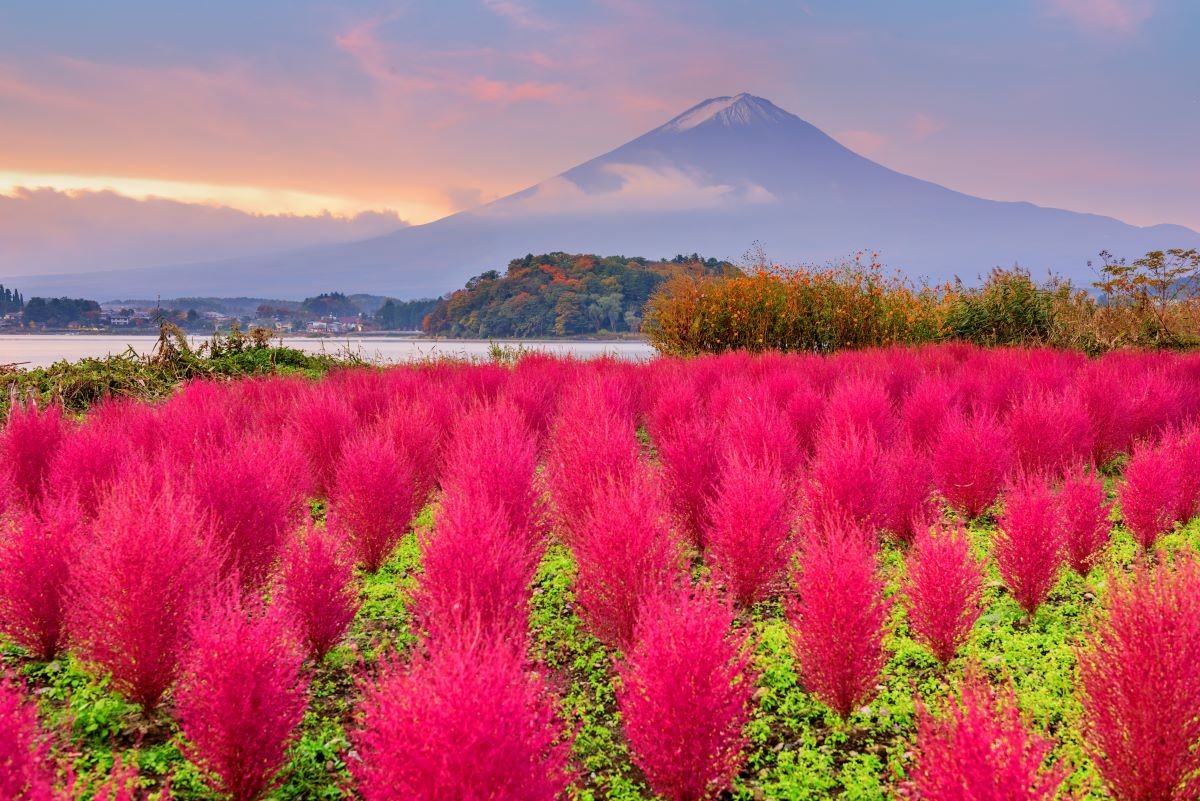 コキア 絶景スポット