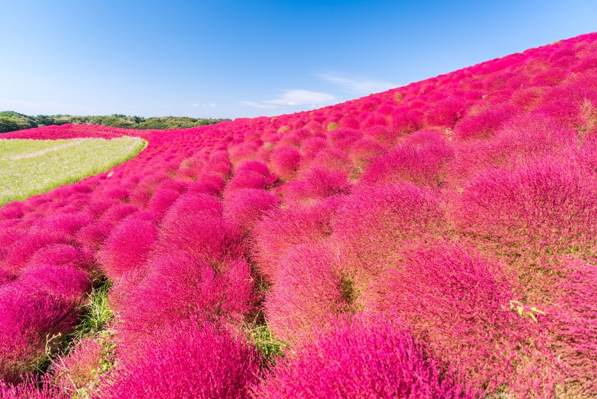 コキア 絶景スポット