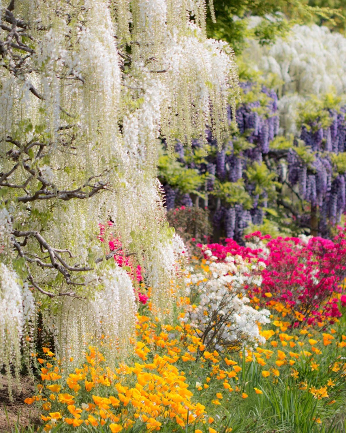 Công viên hoa Ashikaga Fuji Giàn hoa tử đằng