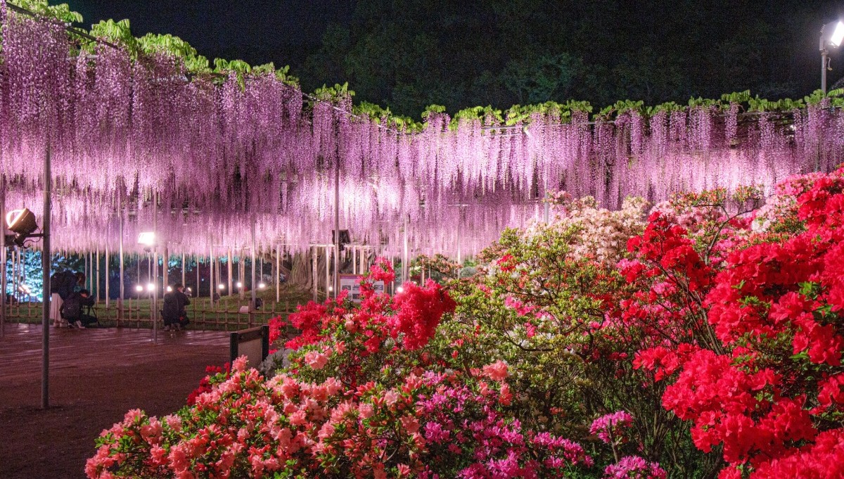 Công viên hoa Ashikaga hoa Đỗ Quyên