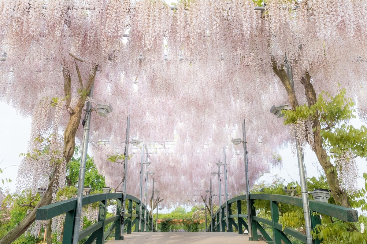 Ashikaga Flower Park Wisteria Flower Wisteria Trellis