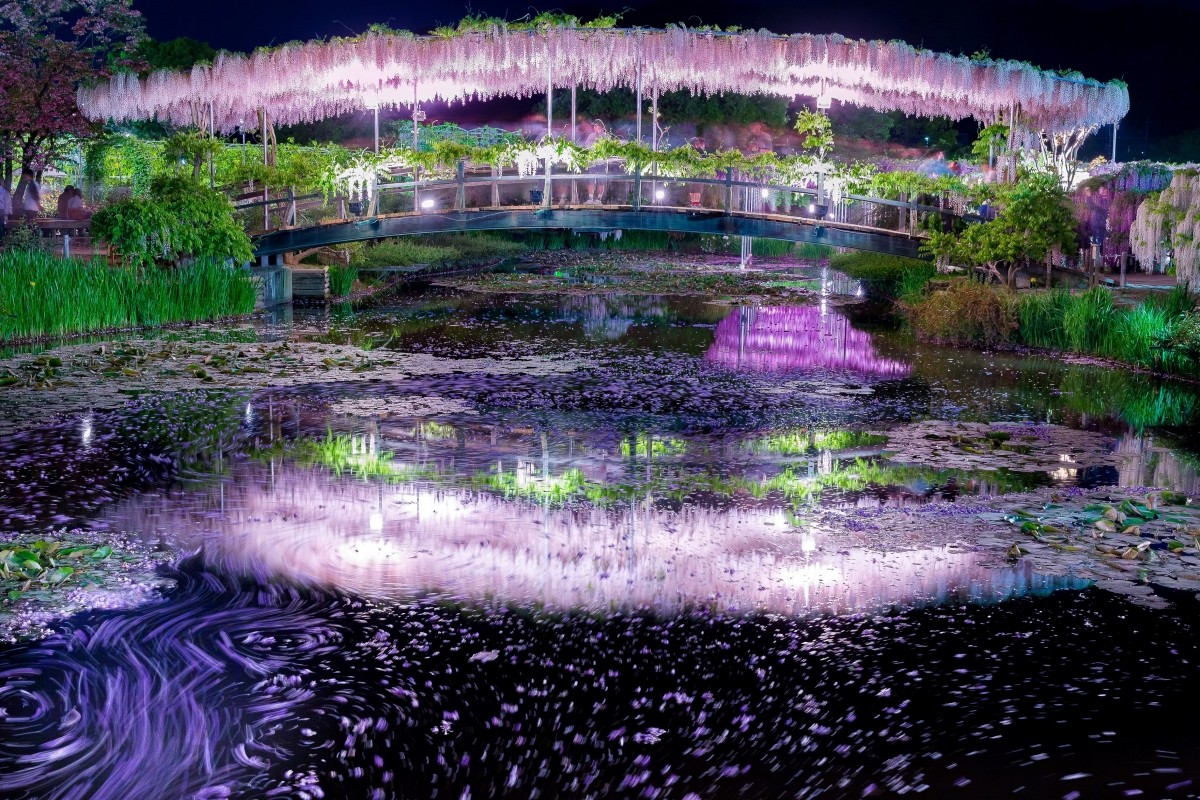 Ashikaga Flower Park Wisteria Flower Wisteria Trellis