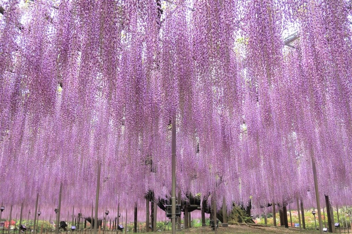 Công viên hoa Ashikaga Fuji Hoa tử đằng 