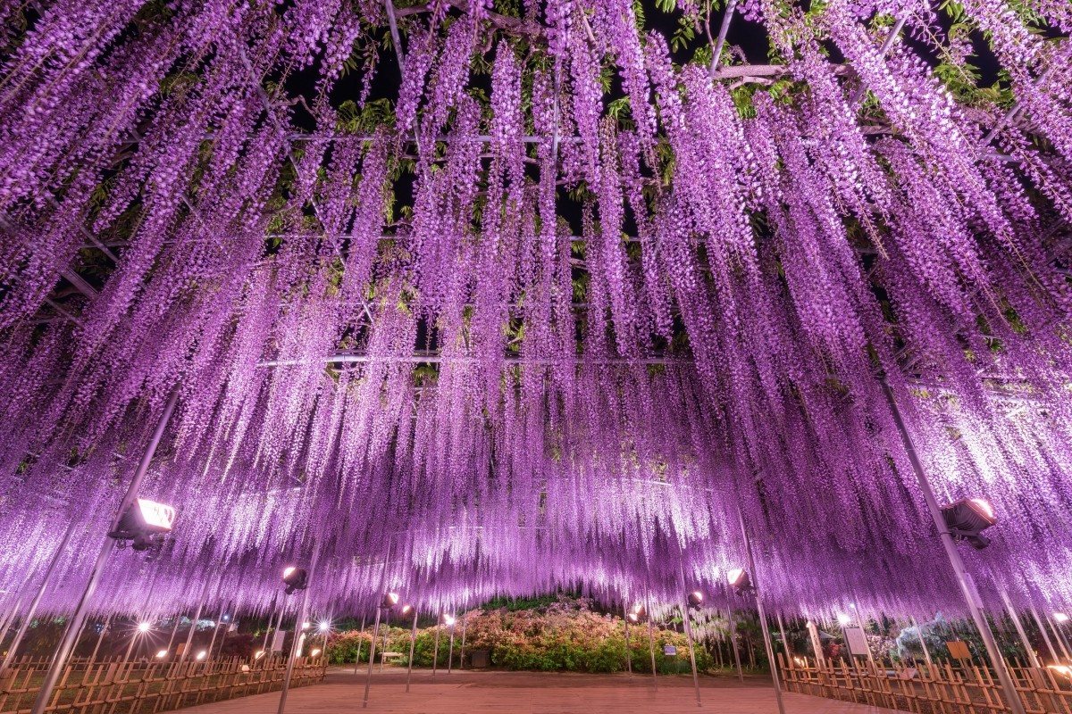 Công viên hoa Ashikaga Fuji Hoa tử đằng