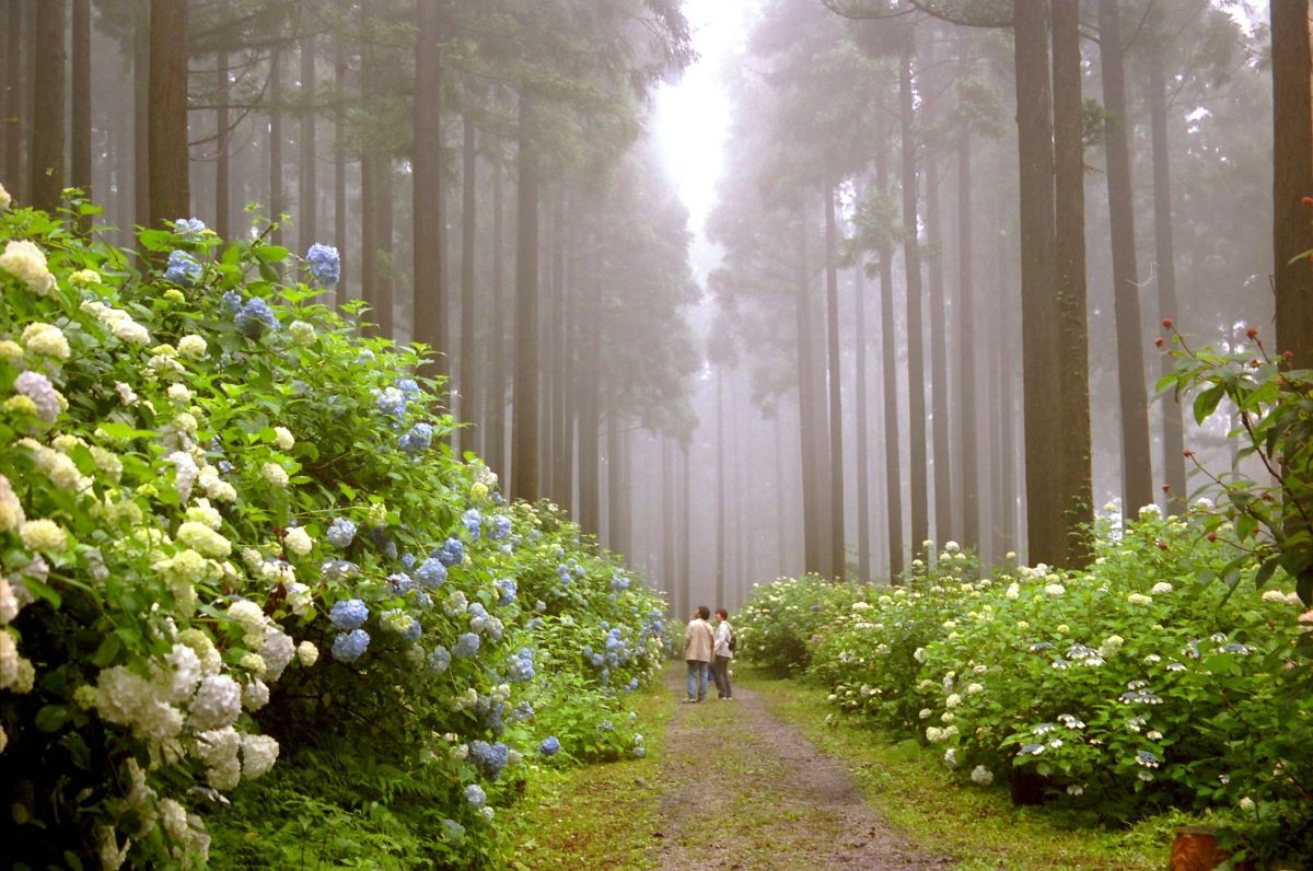 Bunga Musim Panas Hydrangea Prefektur Iwate Taman Hydrangea Michinoku