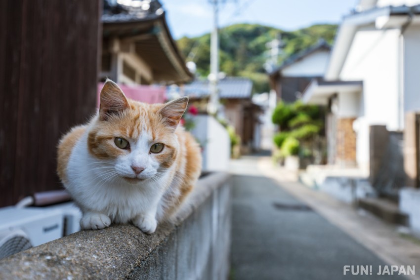 猫 日本