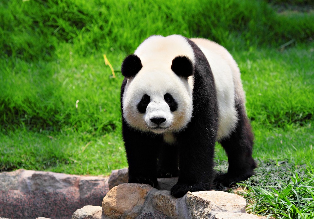 gấu trúc panda