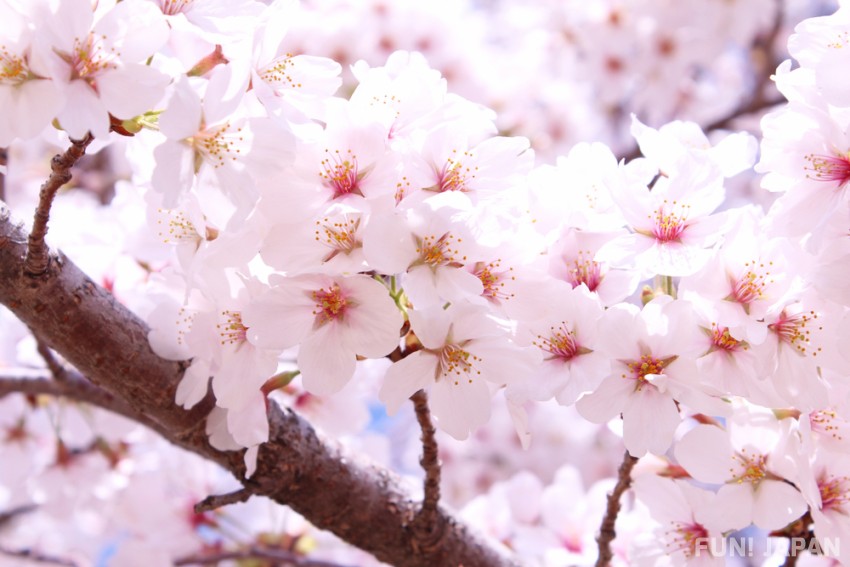 hoa anh đào sakura