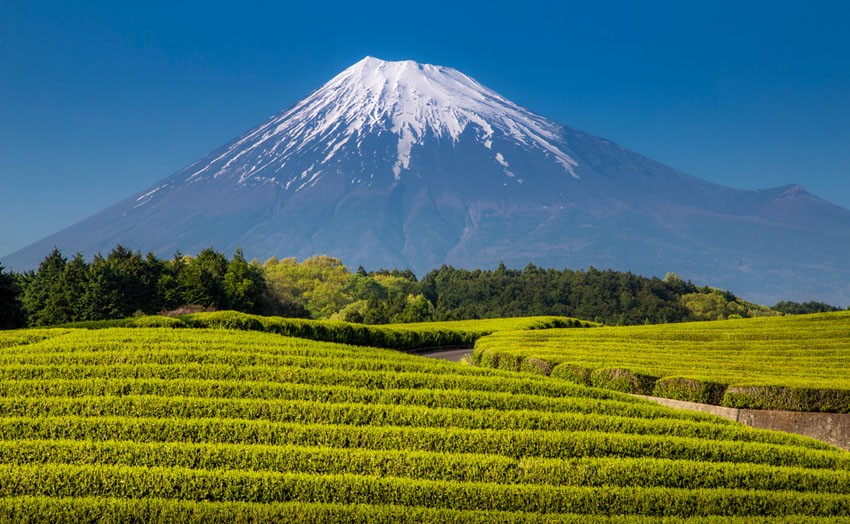 Núi Phú Sĩ và cánh đồng trà