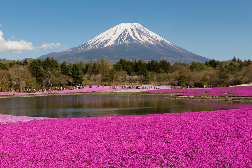 Festival Sakura Gunung Fuji