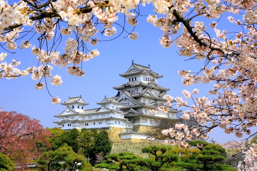 Lâu đài Himeji mùa xuân với hoa anh đào