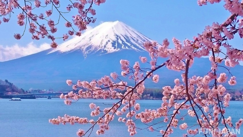 Núi Phú Sĩ hoa anh đào sakura