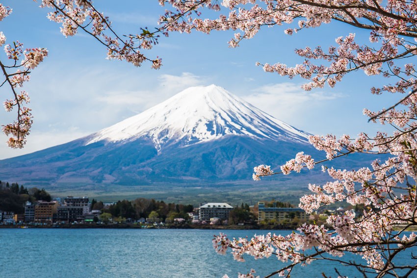 富士山 桜