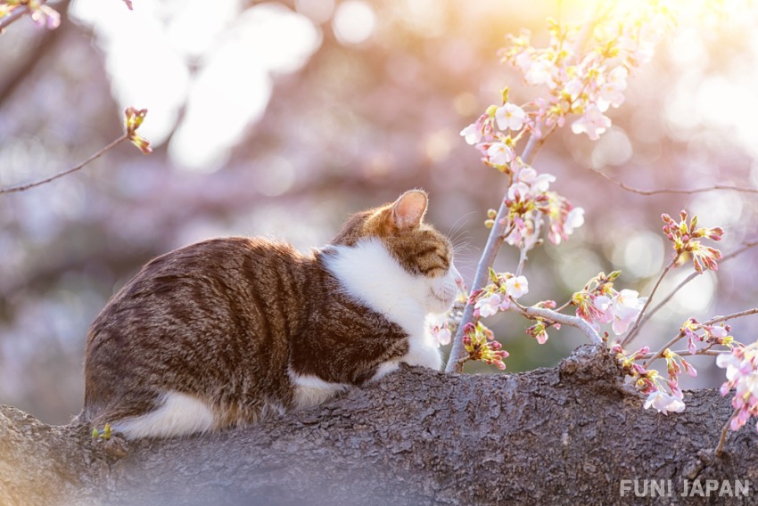 猫 桜