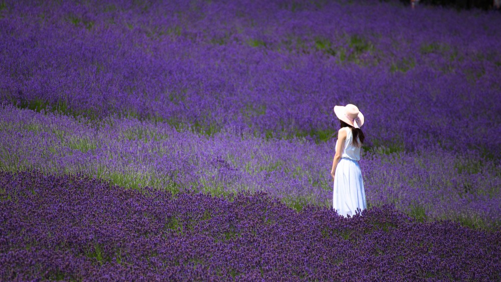 Hoa mùa hè Hokkaido Lavender
