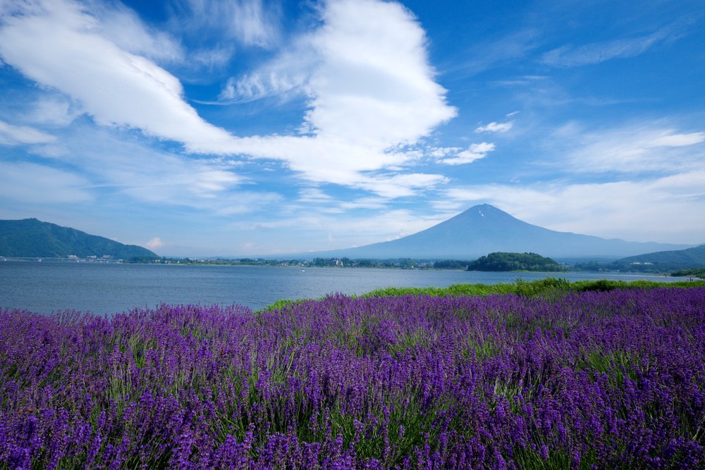 Hoa mùa hè Hokkaido Lavender